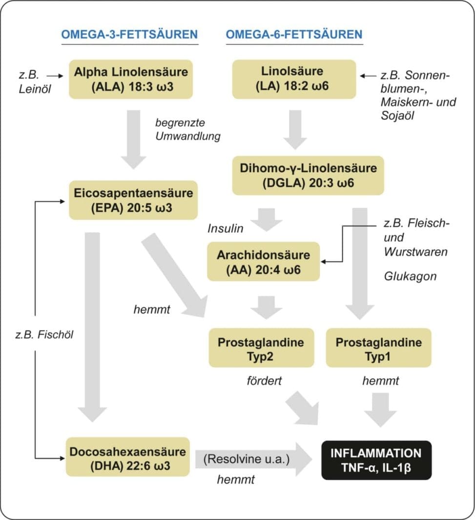 Prostaglandinsynthese-Fischol